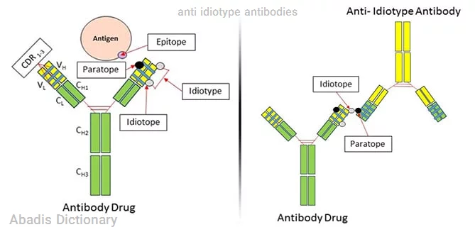 anti idiotype antibodies